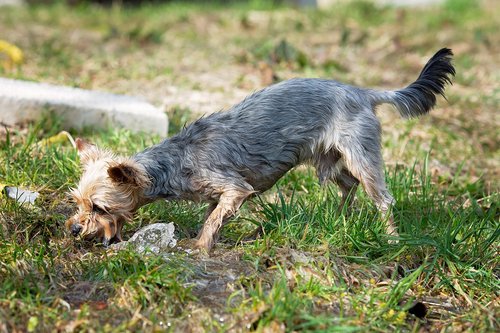 dog  water  play