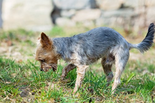 dog  water  play