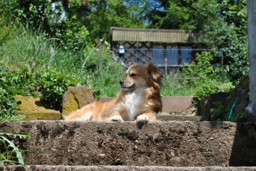 dog doggy garden