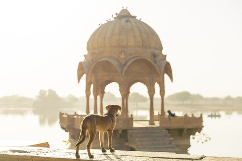 dog  travel  india