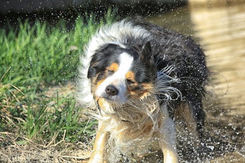 dog  hair  mammals