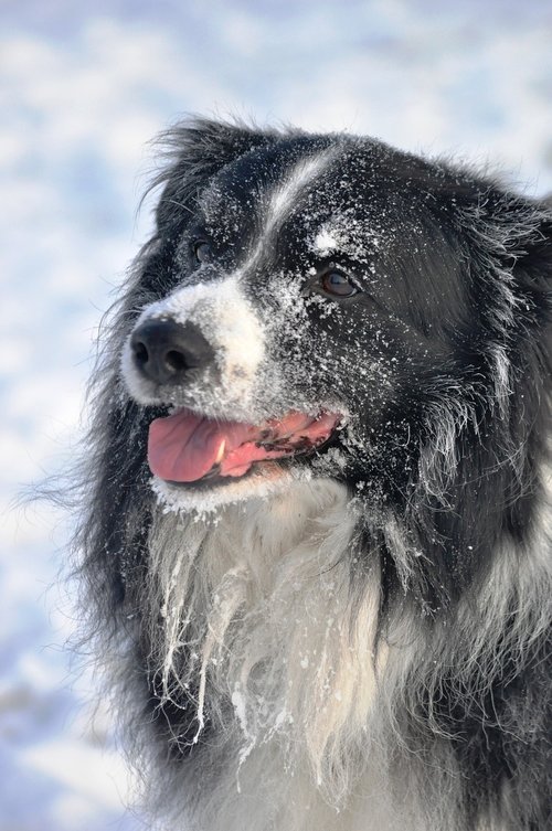 dog  winter  border collie