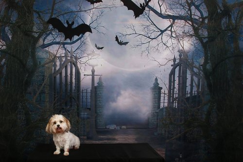 dog  halloween  scene