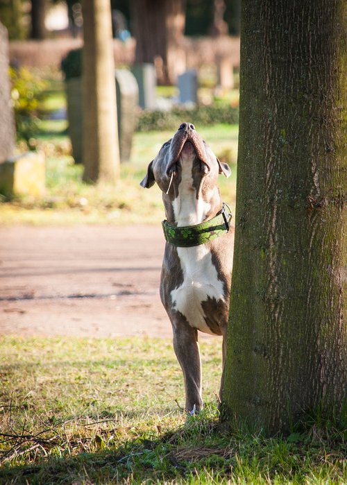 dog  tree  look