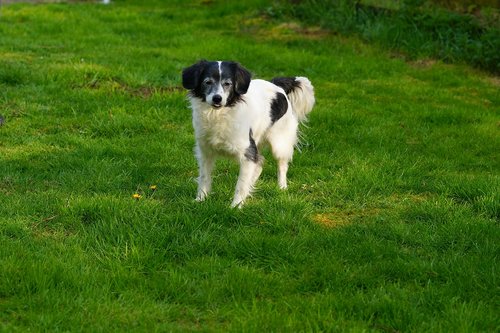 dog  male  hybrid