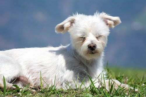 dog  white  lying