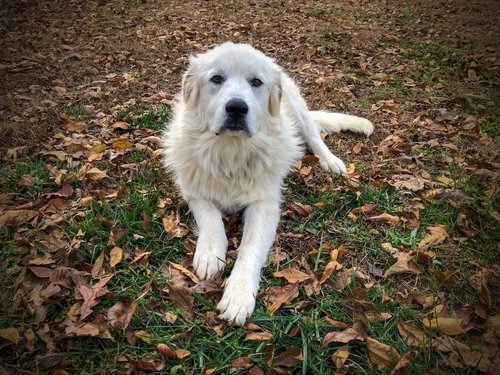 dog  puppy  great pyrenees