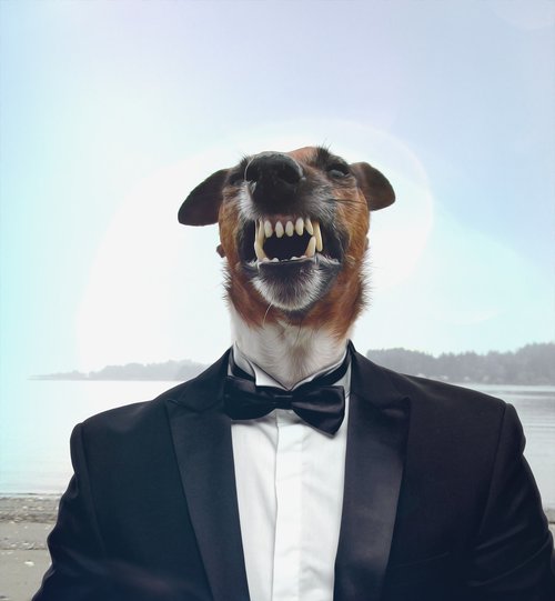 dog  suit  businessman