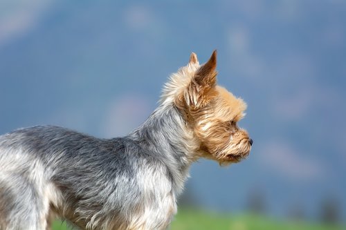 dog  yorki  terrier