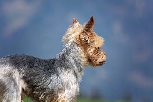 dog  small  yorkshire terrier