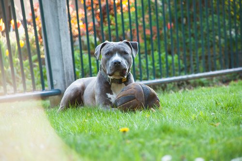 dog  ball  play