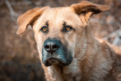 dog  vigilant  head