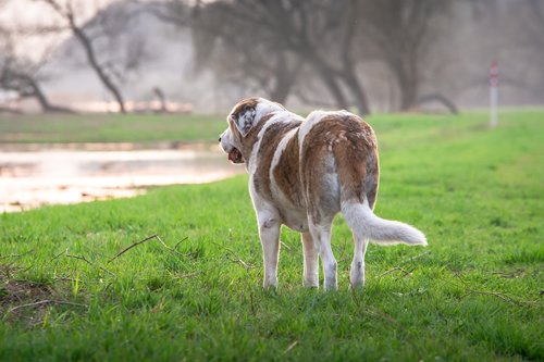 dog  mastin  nature