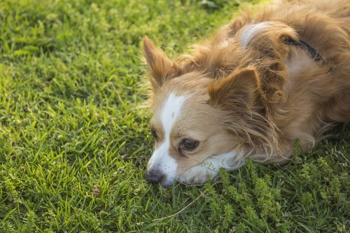 dog  sad  pensive