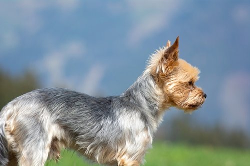 dog  yorkshire terrier  out