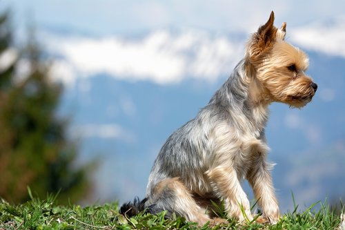 dog  yorkshire terrier  sitting