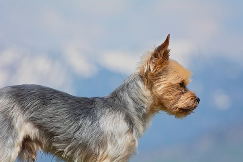 dog  small  yorkshire terrier