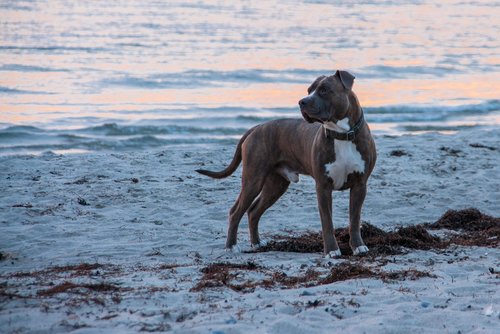 dog  beach  sea