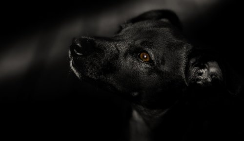 dog  black  pet