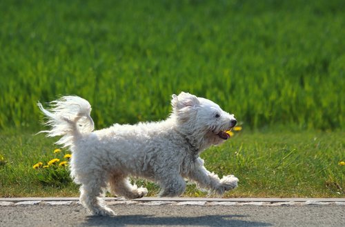 dog  running  animal