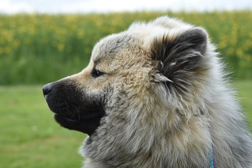 dog  dog eurasier  dog portrait
