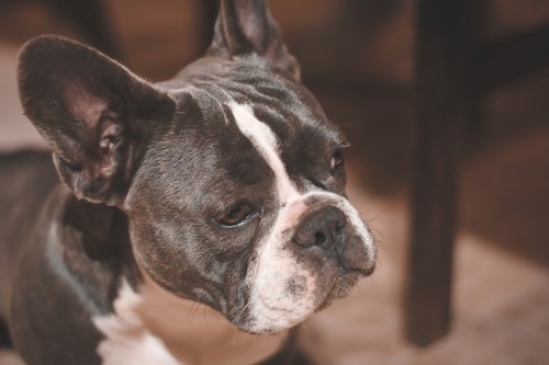 dog  french bull