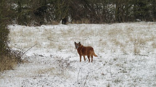 dog  winter  snow