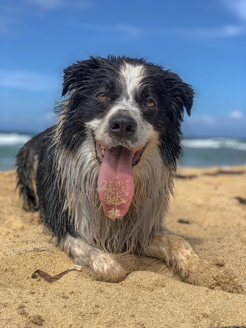 dog  happy  beach