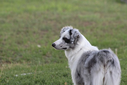 dog  australian shepard  pet