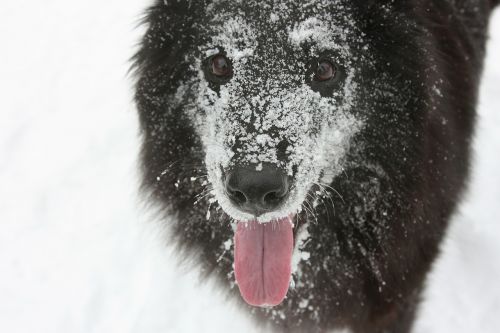 dog the pleasure of snow