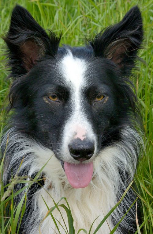 dog border collie snout