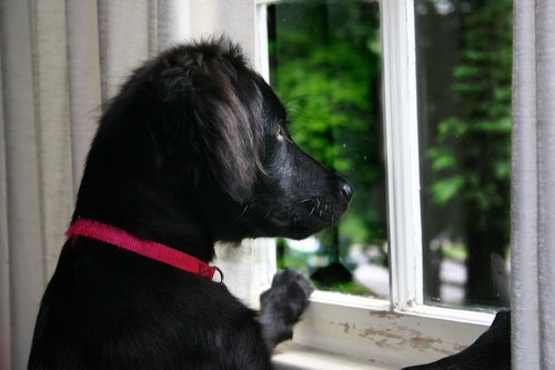 dog  dog at window  flat coated retriever