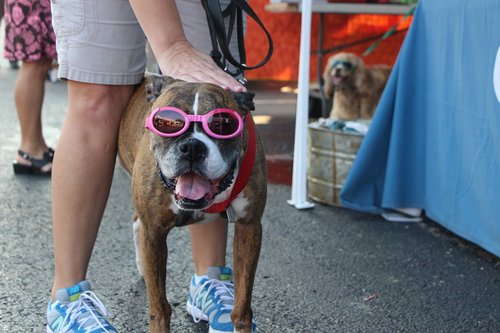 dog  dog glasses  cool dog