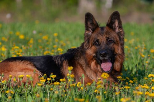dog  german shepherd  portrait