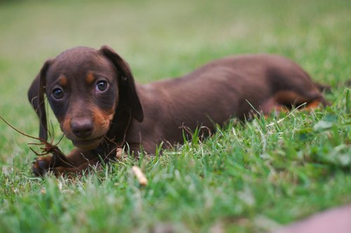 dog  puppy  daschund