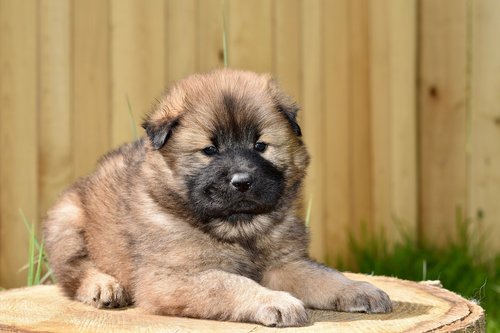 dog  dog eurasier  young puppy
