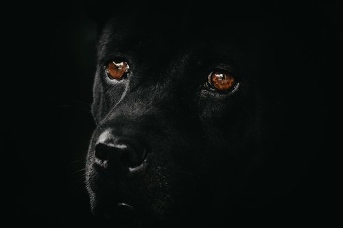 dog  black  animal