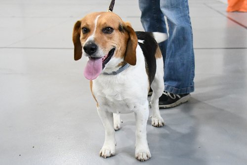 dog  beagle  leash