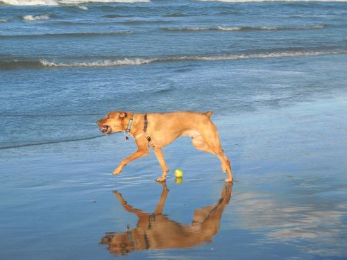 dog walk beach