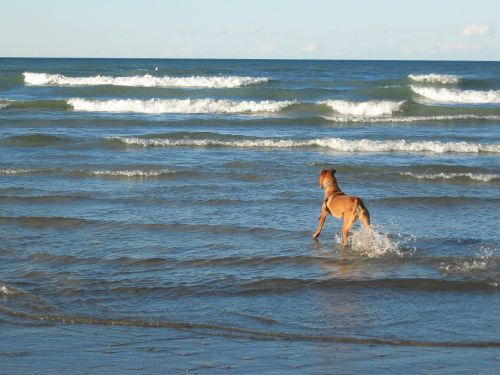 dog beach waves