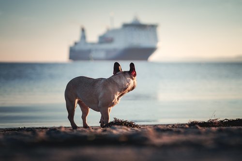dog  ship  sea