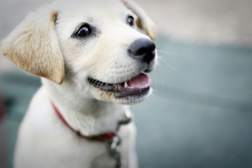 dog puppy smile