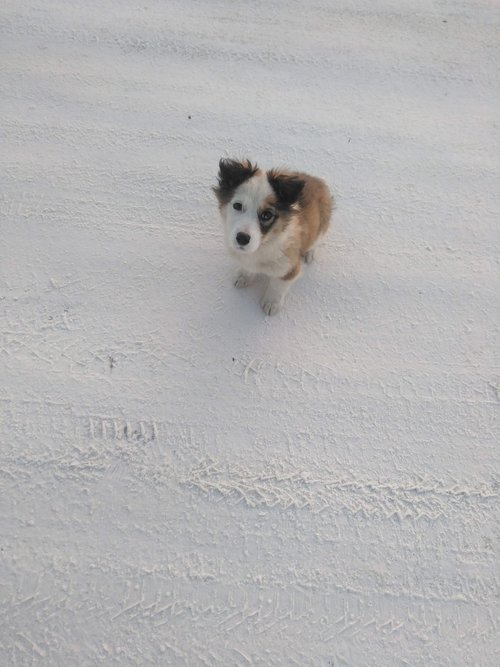 dog  winter  puppy