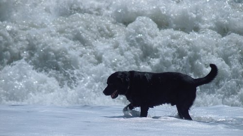 dog  sea  wave