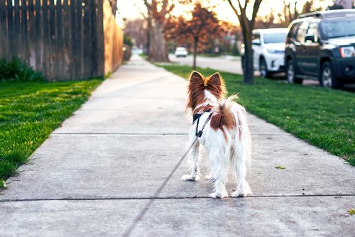 dog  sunset  evening