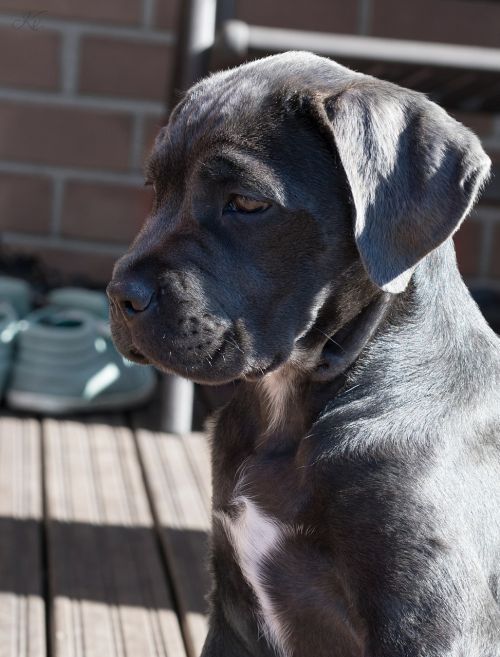 dog puppy cane corso