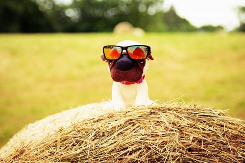 dog  sunglasses  field