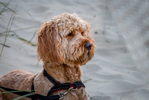 dog  animal  vigilant