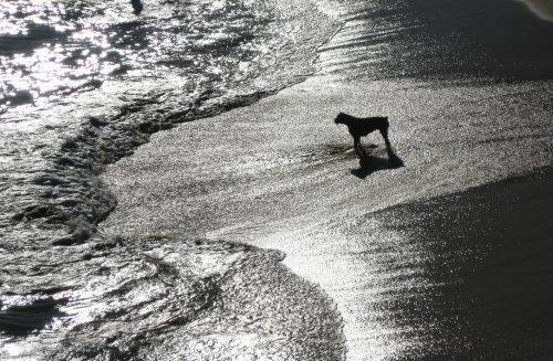 dog beach sea