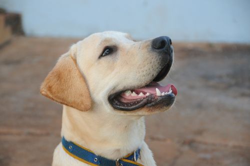 dog labrador canine